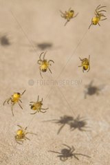 Young spiders in a web community France