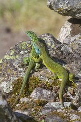 Couple of green lizards on scree Ardeche France