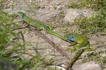 Signal green lizard male to the female for mating France