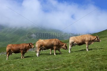 Cows in montains in Hautes-Pyrénées France