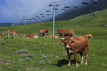 Cows under montain lift in Hautes-Pyrénées France