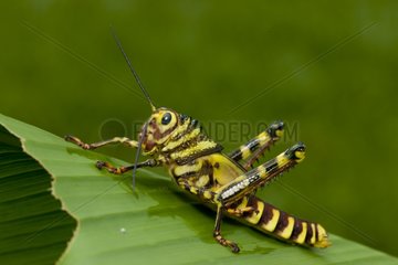 Grasshopper on a leaf PN Corcovado in Costa Rica