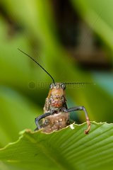 Grasshopper on a leaf PN Corcovado in Costa Rica