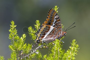 Two-tailed Pasha on a bush Massif des Maures France