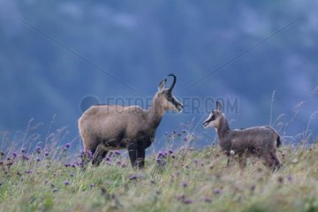 Chamois and young Honheck Vosges France