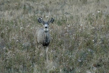 Male mule deer in a meadow Cypress Mountain Canada