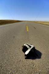 Striped skunk hit by a vehicle Alberta Canada