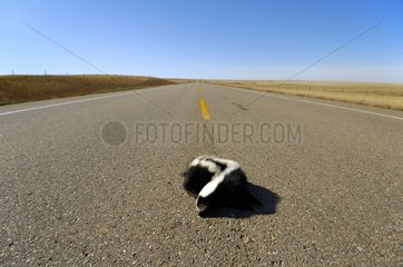 Striped skunk hit by a vehicle Alberta Canada