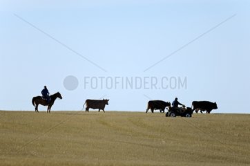Cowboys on horseback and quad leading cows Canada