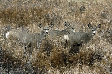 Mule deer in a valley among crops Canada