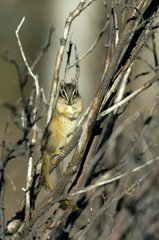 Least Chipmunk in branches Police Outpost Alberta Canada