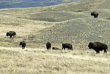 American bison walking in the Prairie Alberta Canada