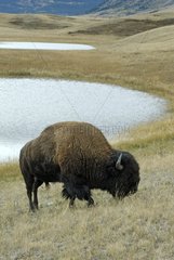 American bison grazing in the Prairie Alberta Canada