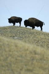 American bisons in Prairie Waterton Alberta Canada