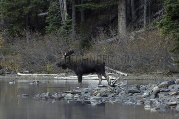 Bull moose at the edge of Cameron Lake Waterton Alberta Canada