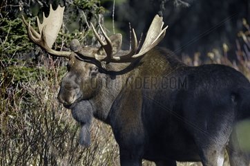 Bull Moose in Forest Lake Akamina Waterton Alberta Canada
