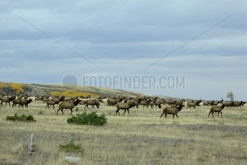 Elk walking in the meadow Waterton Alberta Canada