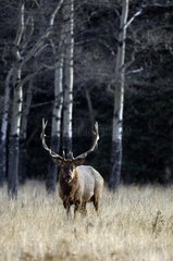 Bull elk near the forest Minnewanka Banff NP Canada