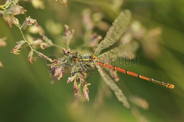 Large Red Damselfly in spring