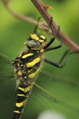 Close up of a Gold-ringed Dragonfly in spring