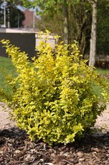 EUONYMUS FORTUNEI 'EMERALD 'N' GOLD'