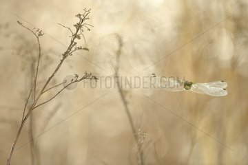 Black-tailed Skimmer flying in the dry grass France
