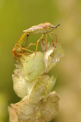 Mating of two bugs on top of a flower