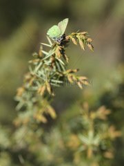 Green Hairstreak on a branch France