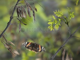 Red Admiral in flight between the branches France