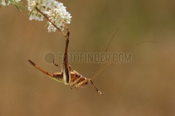 Orthoptera female in an awkward position France