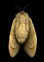Dinker moth from below in the studio