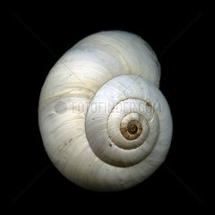 Land Snail in studio on a black background