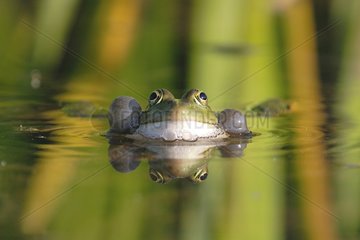 Green frog croaking in the water surface