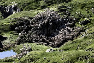 Flock of sheep in mountain pastures Pyrenees France