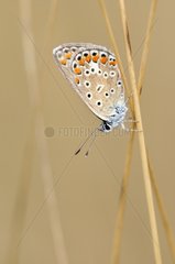 Common Blue on a stem Causse Martel in the Lot France