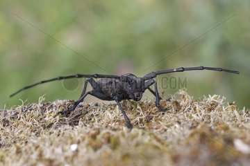 Weaver beetle Pyrenees France