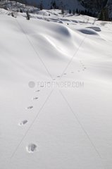 Fox Footprints in the Snow Chain Fiz Alps France