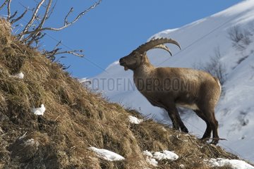 Male ibex on slope Chain Fiz France