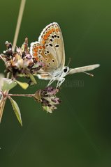 Brown Argus in summer on a plateau Correze France