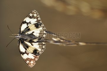 Marbled White butterfly in summer France
