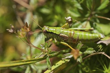 Grasshopper camouflage on foliage France