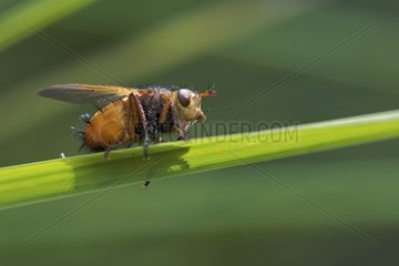 Diptera on a blade of grass France