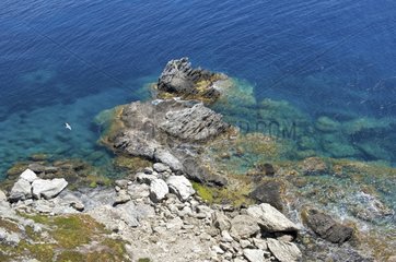 Rocky shore Mediterranean island of Porquerolles France