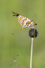 Spotted fritillary foraged by hoverflies Causse de Martel