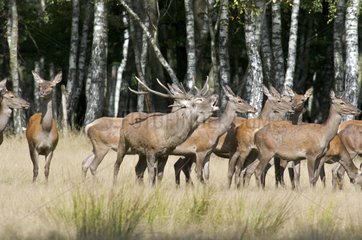 Belling deer and harem of hinds Forest Rambouillet France