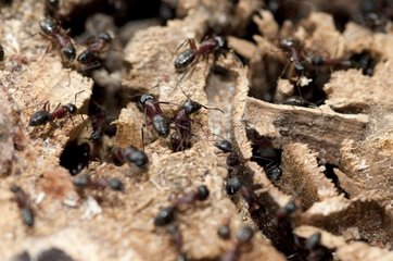 Colony of Carpenter Ants in the Livradois Forez RNP France