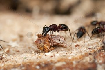 Carpenter Ants in its colony Livradois Forez RNP France