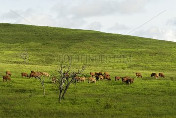 Herd of cows grazing in New Caledonia