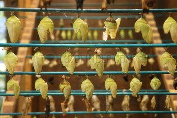 Pupae in a hatchery in Normandy Honfleur France