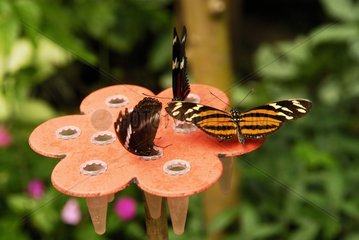 Butterfly on a flower using false manger France